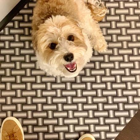 Of Dogs + Doormats